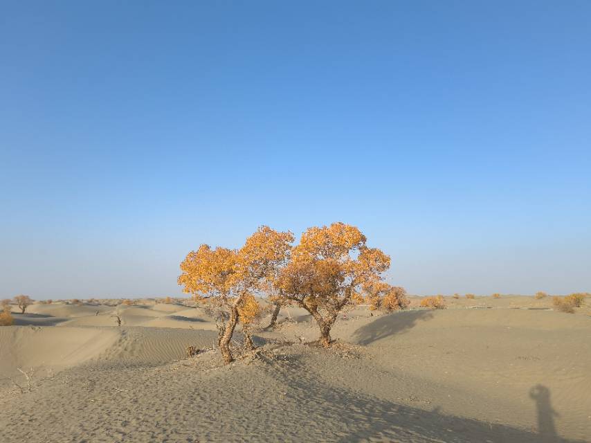沙漠胡杨