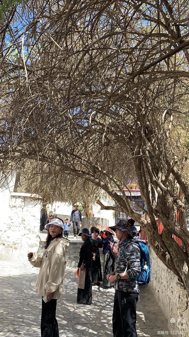 灯芯树下，强哥聚精会神地听藏族女导游讲述扎什伦布寺and布达拉宫。迷了布宫、扎什伦布寺、古格王朝，我们都请了藏族导游，了解更多的历史。