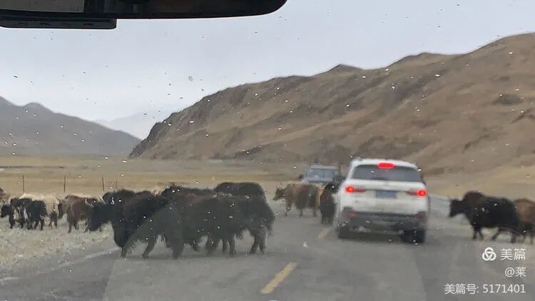 萨嘎县，路上牛车共存，下雨了…