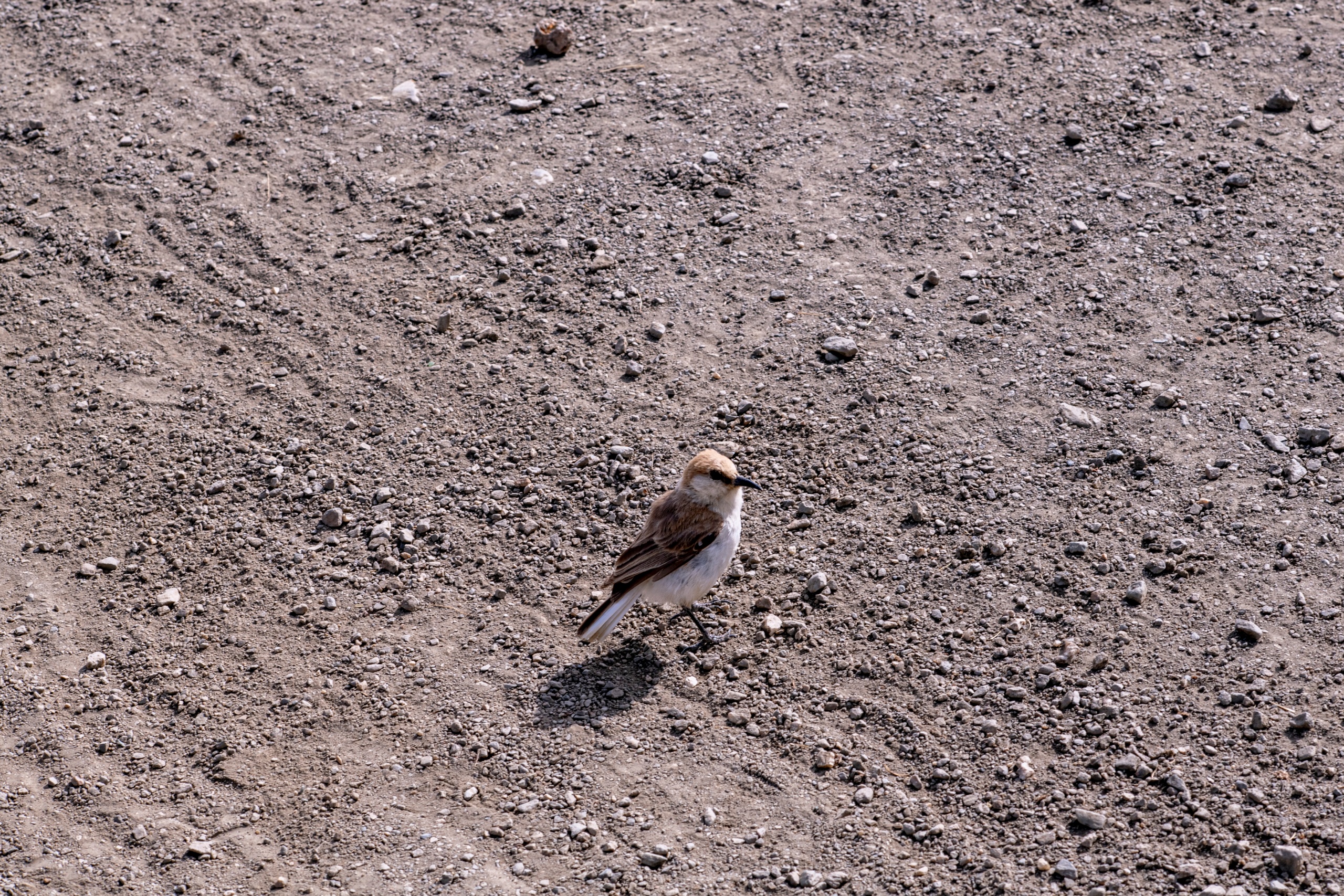 冈仁波齐转山 26