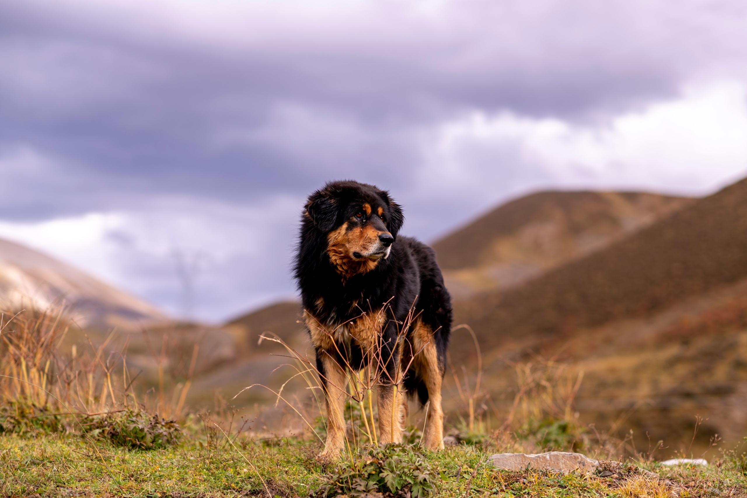 路边随拍 2