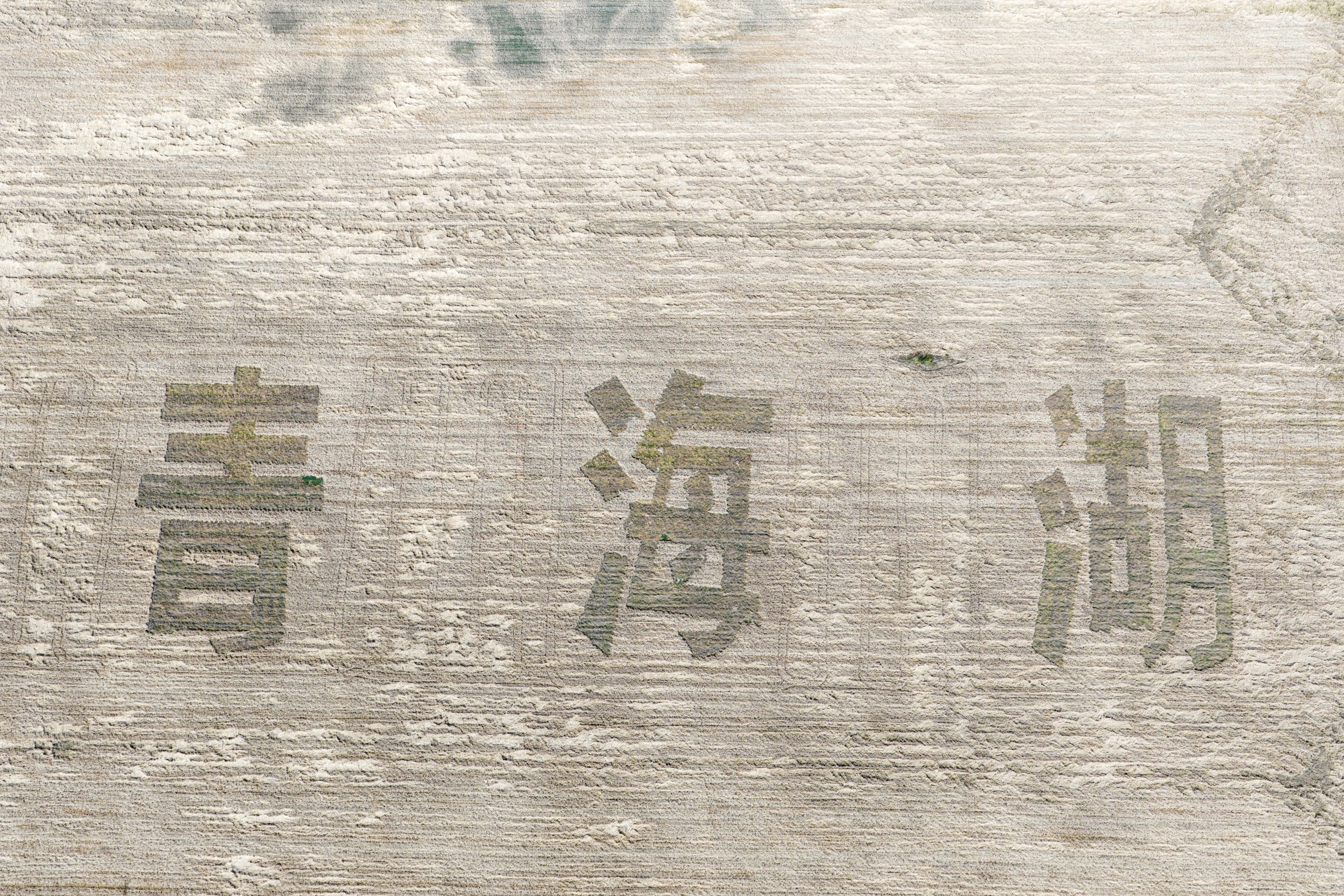 青海湖 15